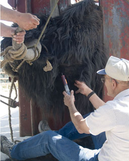 yak bull escalade veterinarian drawing blood